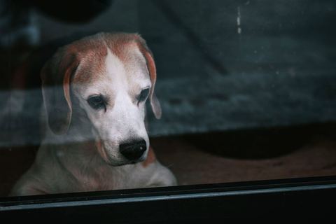 Un câine beagle stă singur în casă și privește pe geam, în urma stăpânului care a plecat