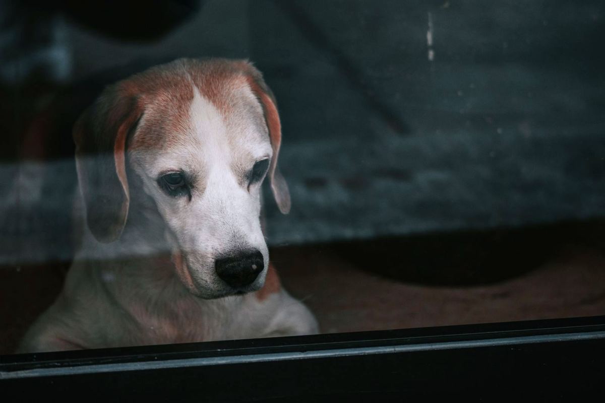 Un câine beagle stă singur în casă și privește pe geam, în urma stăpânului care a plecat