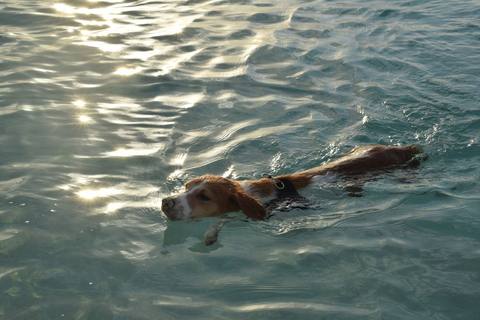 Un câine înotând într-un lac, într-o zi de vară