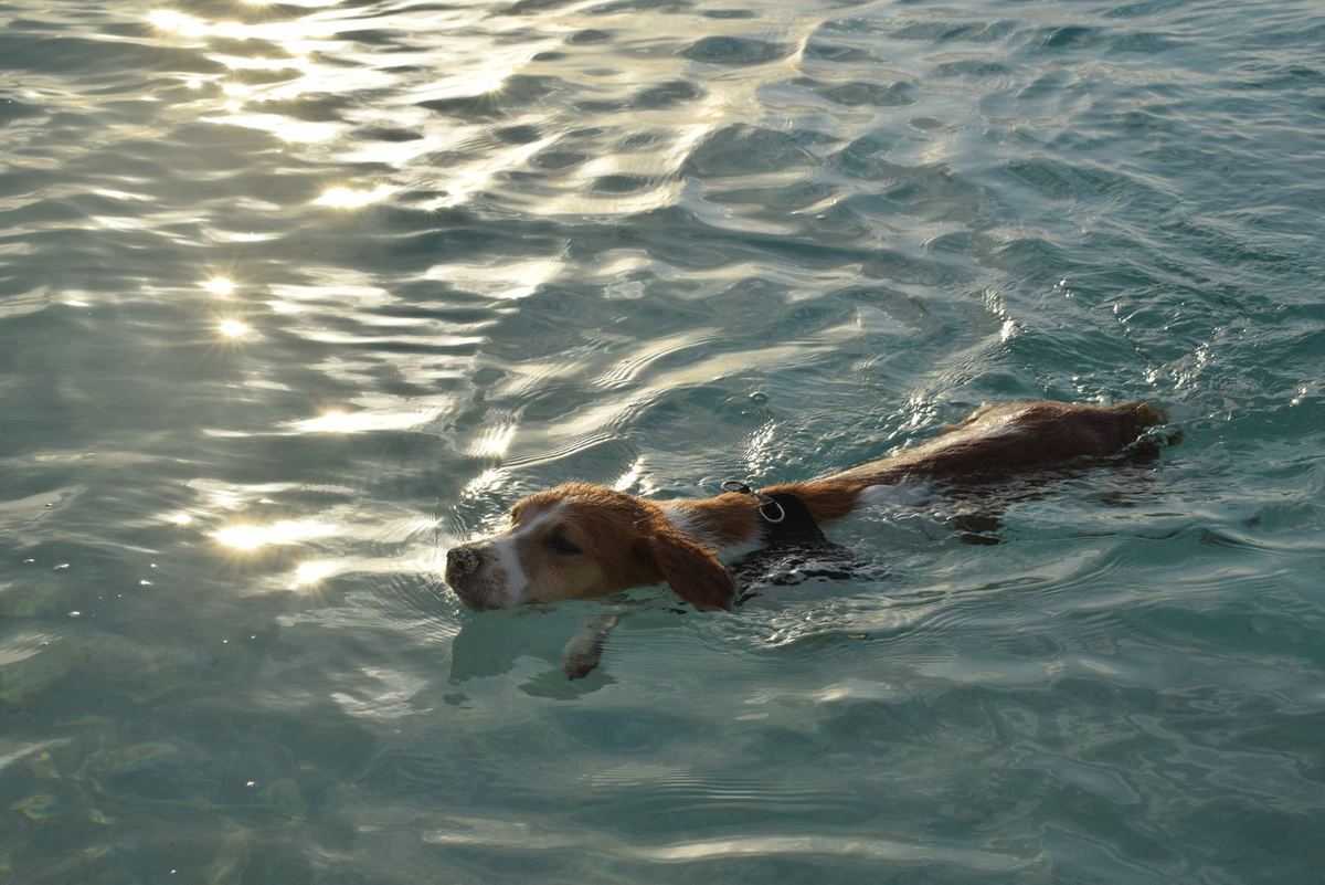 Un câine înotând într-un lac, într-o zi de vară