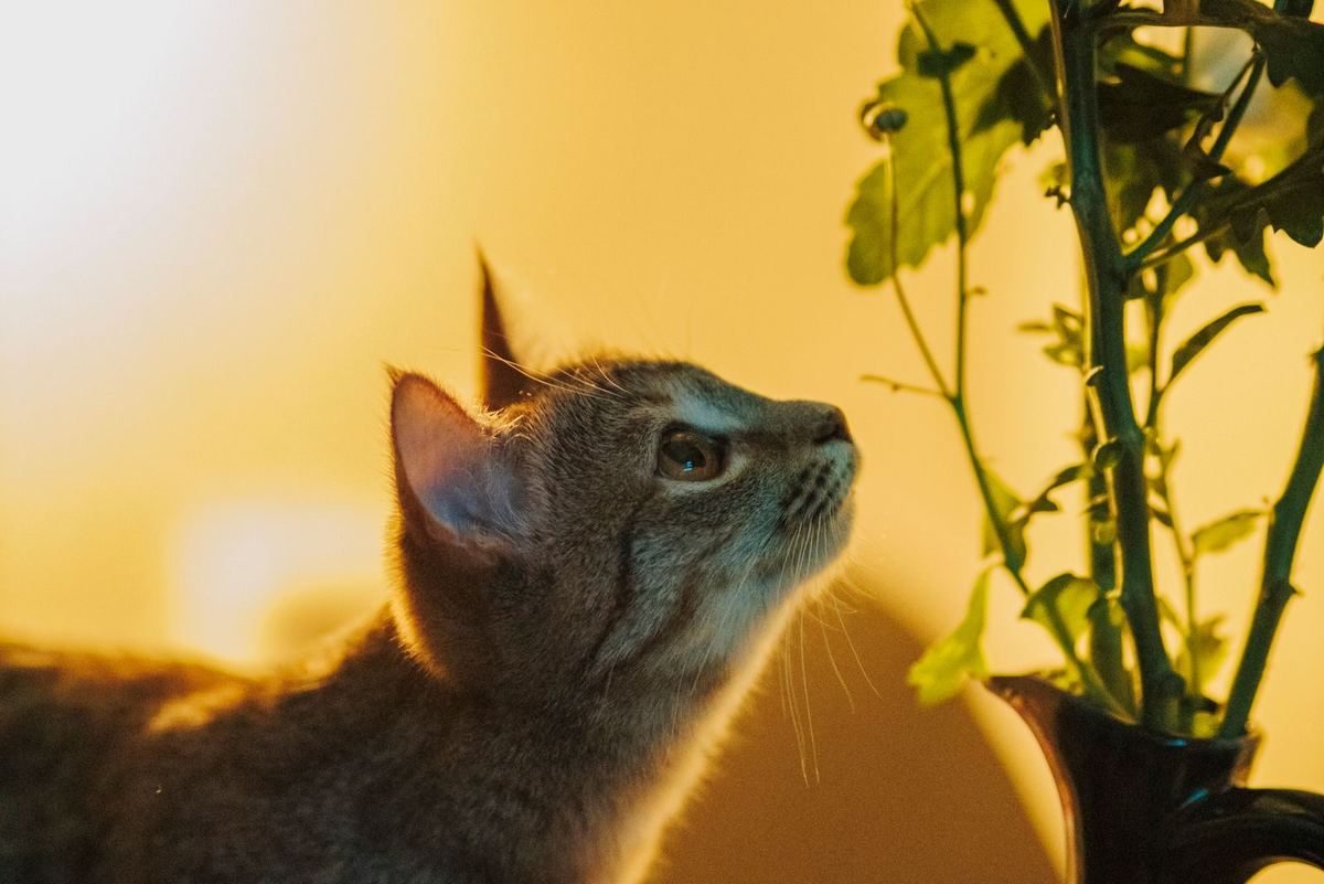 O pisică curioasă întinzându-se spre florile dintr-o vază
