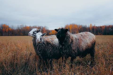 Trei oi într-un câmp de toamnă, cu pădure de mesteceni îngălbeniți în fundal