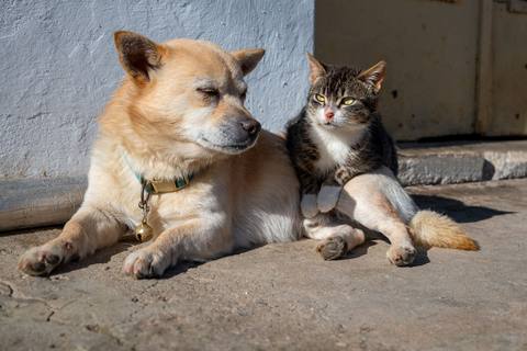 Un câine și o pisică stând împreună la soare, pe ciment fierbinte