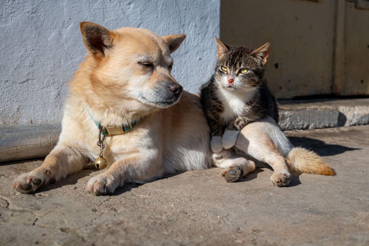 Un câine și o pisică stând împreună la soare, pe ciment fierbinte