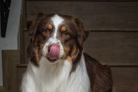 Un câine care așteaptă lângă farfuria stăpânului, la masă