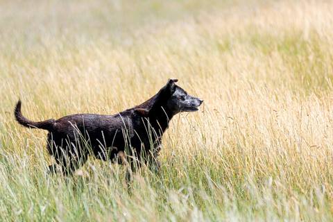 Câine care înaintează atent prin iarbă înaltă și uscată, exact terenul în care stau viperele la soare
